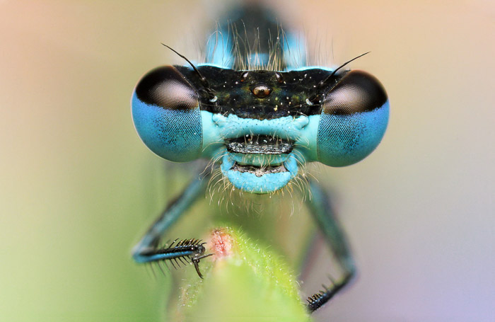 The Best Macro Lens for Photographers in 2026 (Updated)