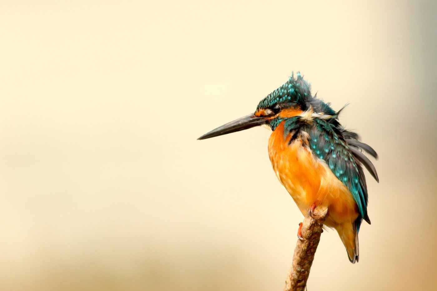 Macro Photography Settings and Exposure Tips